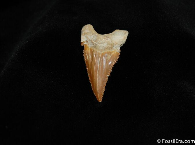 Uncommon Palaeocarcharodon Shark Tooth #238